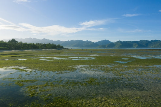 【hibinoオススメ商品】世界最古の藻を使用したE3Live Japanのブルーグリーンアルジー